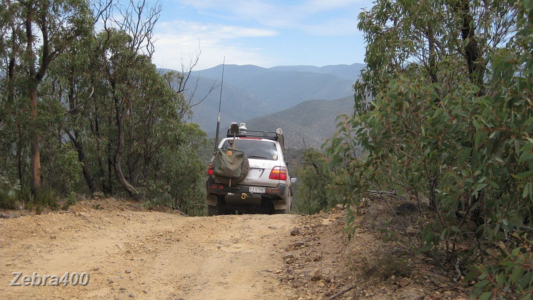 26-Ziggy enjoys the drive down the Ingeegoodbee Track.JPG